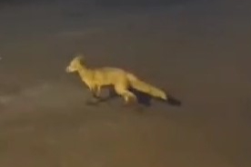 Bursa'da sokakta gezen tilki görüntülendi