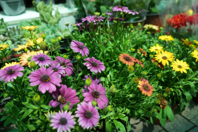 Çiçekçilerin Anneler Günü mesaisi başladı