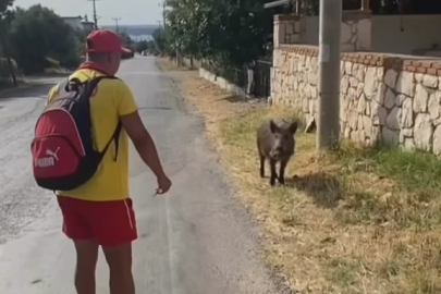 Aç kalan domuzu bisküvi ile besledi