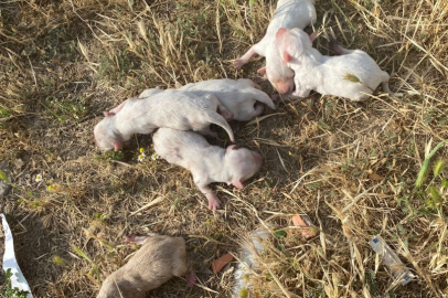 Çöp konteynerine atılan çuvaldan 6 köpek yavrusu çıktı