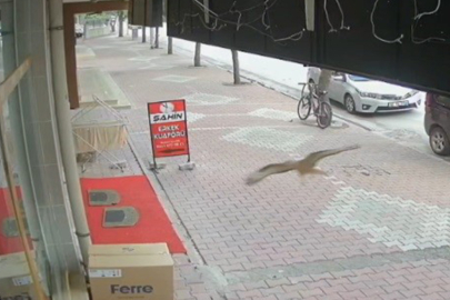 Bu sefer kontrolden çıkan araç değil, kuş oldu