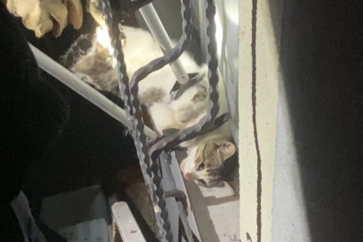 Pencere korkuluğuna sıkışan kediyi itfaiye kurtardı