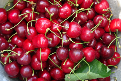 İznik'teki ‘Napolyon' kirazında hasat sona erdi!