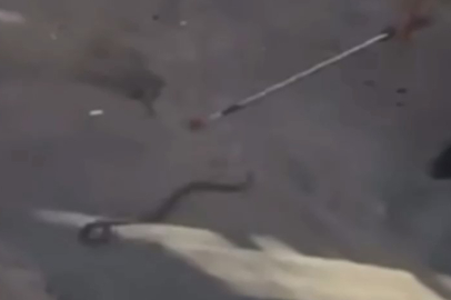 Bursa'da yılan paniği kamerada