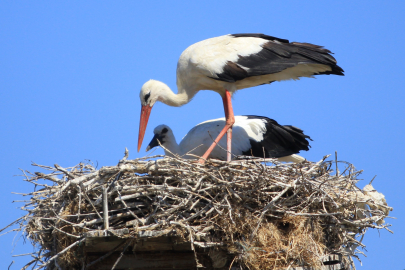 Yaren leyleği kıskandıracak Leylek Köyü