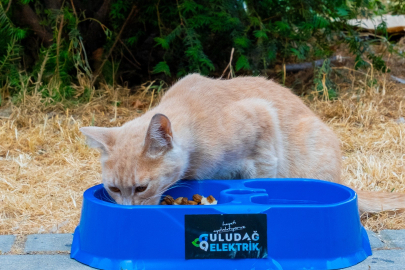 Sıcak yaz günlerinde can dostlara destek