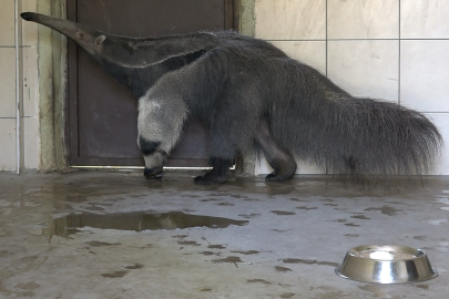 Dev karıncayiyen ailesi büyüyor