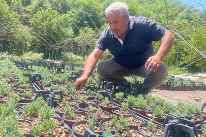 Uludağ etekleri lavanta kokacak
