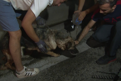 Bursa'daki yangından etkilenen hayvanlar böyle kurtarıldı