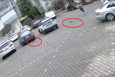 Yavru kediler, önlerine kattıkları kadını evine kadar kovaladı