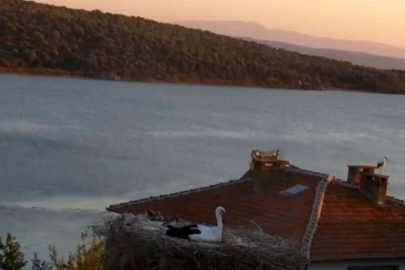 Yaren Leylek depremi önceden hissetti