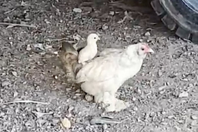 Anne sırtında keyifli gezinti