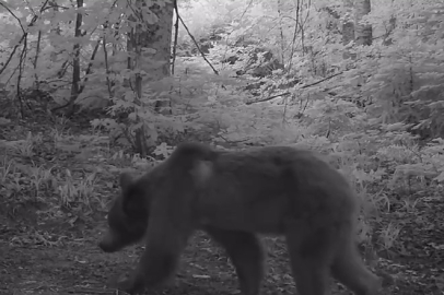 Boz ayı yavruları fotokapana takıldı