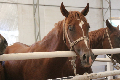 58 tay 25 milyon liraya satıldı