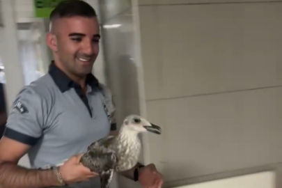 Bursa'da bir martı acile uçarak girdi