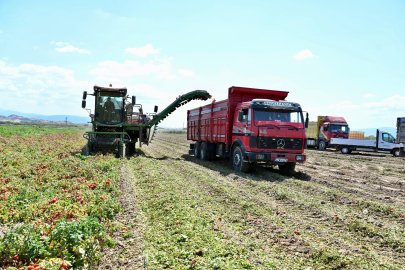 Domatesin başkenti Karacabey'de hasat sezonu sürüyor