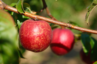 Şeftalinin 120 çeşidiyle 'koleksiyon bahçesi' oluşturdular
