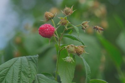 Ahududu, merkezi Bursa'da yok olmak üzere