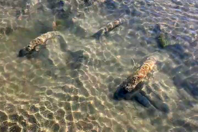 Tarihi sütunlar gün yüzüne çıktı