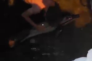 Bursa’da ölü yunus kıyıya vurdu