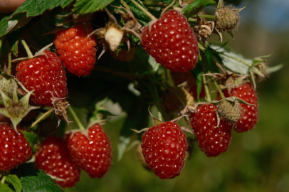 Türkiye'nin ihtiyacını Bursa'daki bu iki ilçe üretiyor