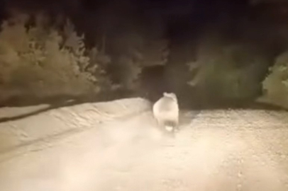 Dağ yolunda sürücüyle karşılaşan ayının panik anları