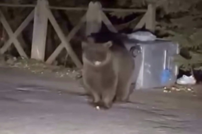 Bursa Uludağ'da koca ayıyı ekmekle beslediler