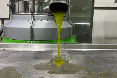 Marmara bölgesinin ilk zeytinyağı sıkımı gerçekleşti