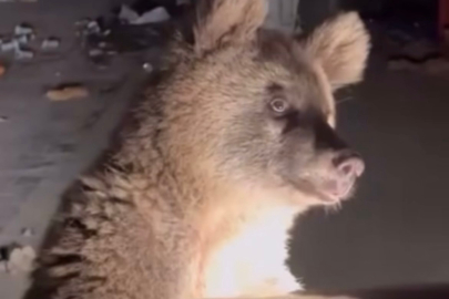 Ayı ailesini arabadan besledi, yavru ayı kaputa yaslandı