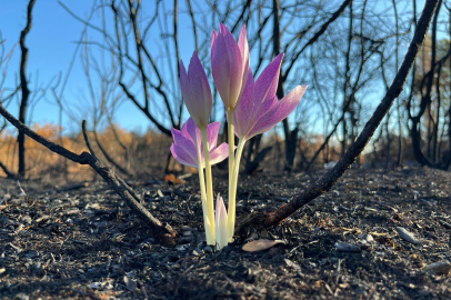 Yanan ormanda açan çiçek gönülleri ısıttı