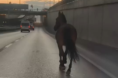 Başıboş at trafikte tehlike saçtı