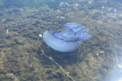 Marmara'da 'bitti' denilen müsilaj kabusu tekrar hortladı