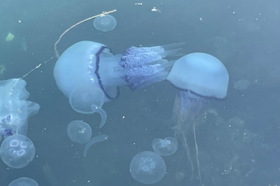 Müsilaj başladı denizanaları öldü