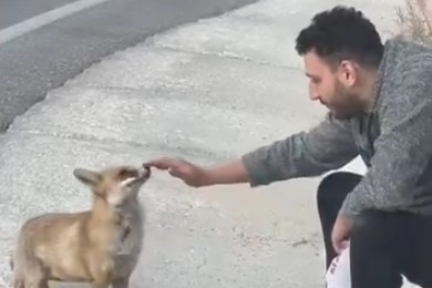 Uludağ yolunda sıra dışı karşılaşma