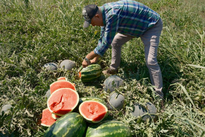 Iphone 17'nin çiftçi gözünden hesabı
