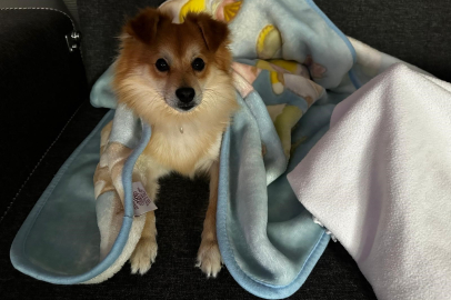 "Pablo"yu bulana 50 bin lira ödül verecekler