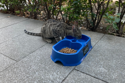 "Sevgimiz, Enerjimiz Sizinle" Projesi sokak hayvanlarına umut oldu