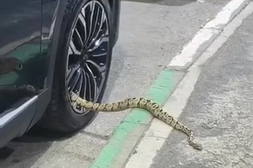 Bursa’da otomobilin jantından yılan çıktı