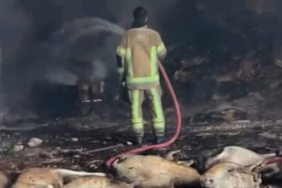 Mudanya'da ahır ve samanlık yangınında 170 hayvan küle döndü