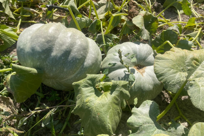 Hayvan gübresiyle 40 kilograma ulaşan kabaklarını taşımakta zorlandı