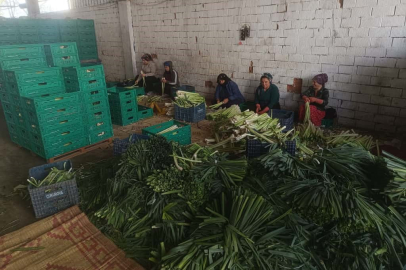 Kışlık ürünlerde hasat başladı