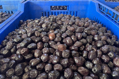 Her 6 sofralık zeytinden birini Bursa ve Balıkesir üretecek