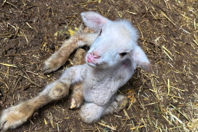 Annesi ve kardeşleri ölen kuzunun yürek burkan hikayesi