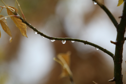 Bursa'da 2 günlük yağışlar ekim ayını kurtardı