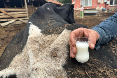Şap vurdu: 35 litre süt veren sığırdan bir çay bardağı süt almaya başladı