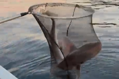 Gemlik Körfezi'nde balıkçıların oltasına köpek balığı takıldı