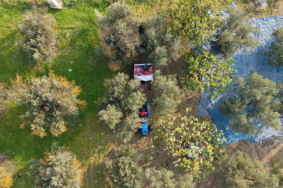 Zeytin hasadı başladı, Marmarabirlik'ten 70 bin tonluk alım ve 50 milyon dolarlık ihracat hedefi