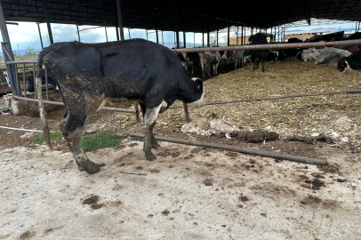 Şap hastalığı yüzünden 8 buzağıyı kaybetti