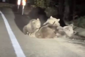 Uludağ'da vahşi doğanın en tatlı anı... Anne ayı yavrularını emzirirken görüntülendi