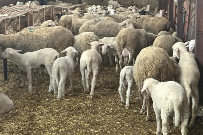 Bursa Damızlık Koyun Keçi Yetiştiricileri Birliği Başkanı Yıldırım Oran: “Besicilerin şap hastalığından doğan zarar karşılanmalıdır”